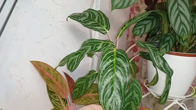 Ампельные цветы в интерьере. Подставка с аглаонемами. смотреть онлайн