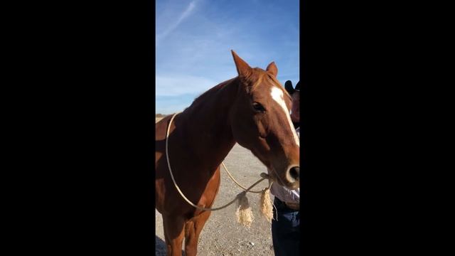 War Bridle Tutorial смотреть онлайн
