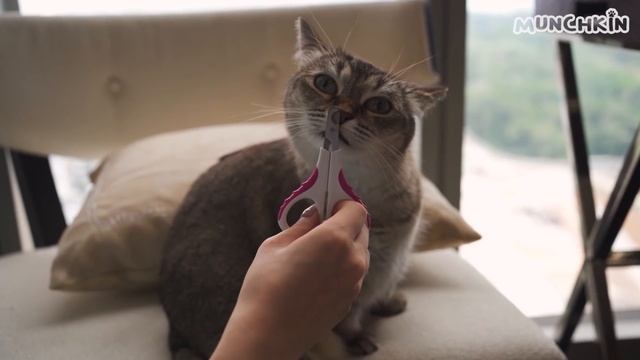 Cats vs Lasers Compilation смотреть онлайн