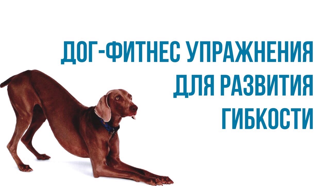 Урок 4. Упражнения для развития гибкости собаки. Домашний Дог-фитнес