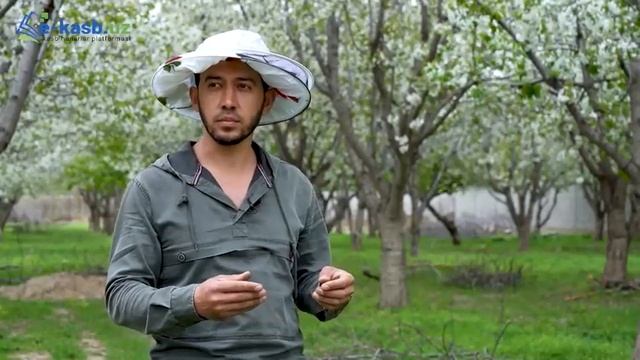 Asalarichilik 4-dars, Asalarichilik Darsarini Biz Bilan Bepul O'rganing.