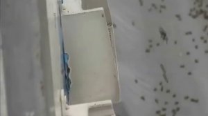 Пчеловодство  Чеченской Р, Базаев Лечи  . С,Самашки