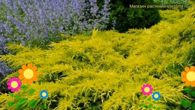 Можжевельник средний олд голд. Краткий обзор, описание характеристик juniperus pfitzeriana Old Gold смотреть онлайн