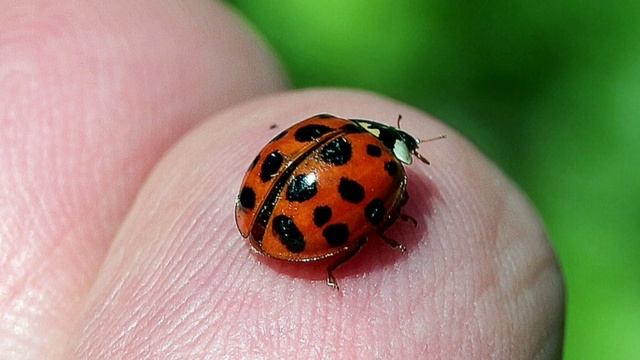 Божия коровка сл.и муз.Е.Деревянкина. смотреть онлайн