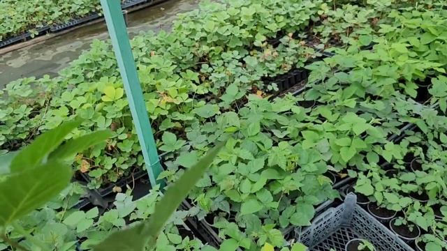 Реализуем саженцы малины и ежевики в стаканах (0,5)литра! смотреть онлайн