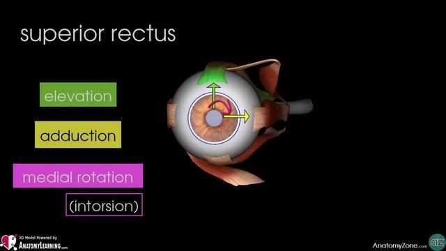Extraocular Muscles | Eye Anatomy