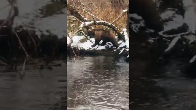 Шок!!!Встреча с медведем смотреть онлайн