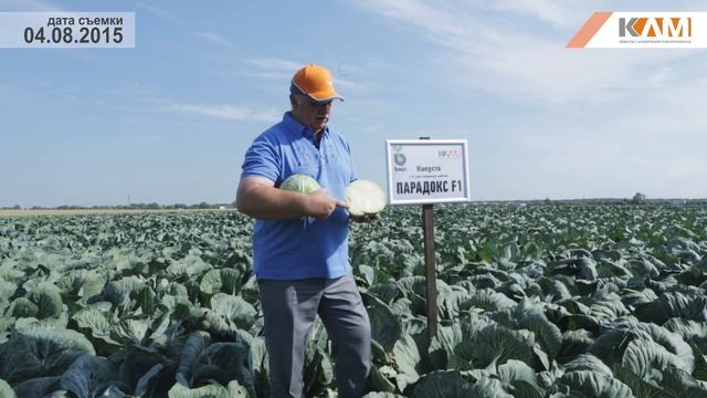 Капуста Парадокс F1. Характеристики гибрида смотреть онлайн