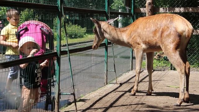 ОДЕССА | ЗООПАРК | Что происходит в Одесском зоопарке? смотреть онлайн