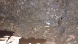 МУРАВЬИ!БОЛЬШАЯ КОЛОНИЯ МУРАВЬЁВ ПОД ПОЛОМ ДОМА!УДИВИТЕЛЬНАЯ ПОСТРОЙКА МУРАВЬЁВ!Colony of ants.