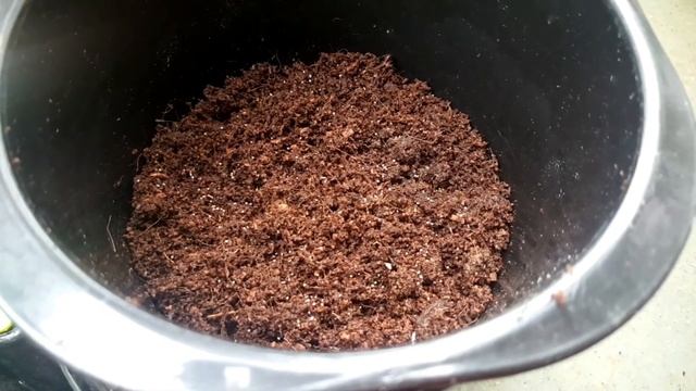 बीज से कैसे लगाएं आइस प्लांट I How to grow Ice Plant through seeds (Lampranthus) смотреть онлайн