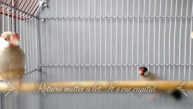 Is Now The Right Time To Invest In Fawn Java Sparrow. смотреть онлайн