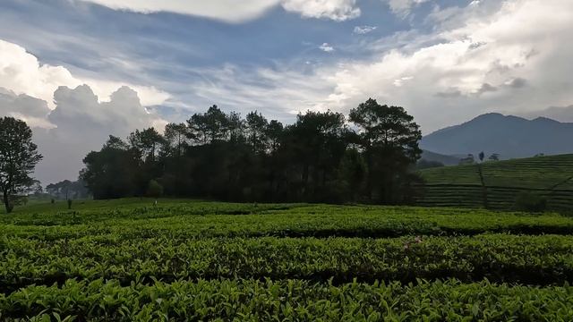 10 days in Java, Indonesia (part 2) | Bea Square смотреть онлайн