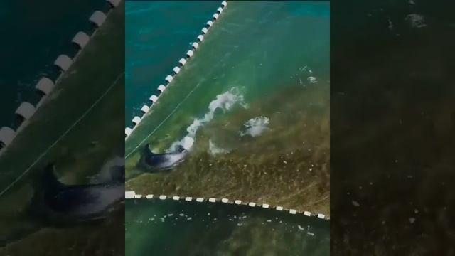 Нерпа ворует рыбу с ловушки смотреть онлайн