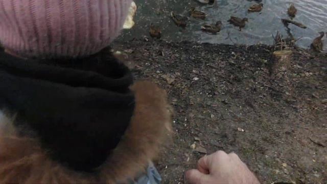 Дикие утки очень любят свежий хлеб. смотреть онлайн