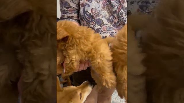 Щенки Мальтипу смотреть онлайн