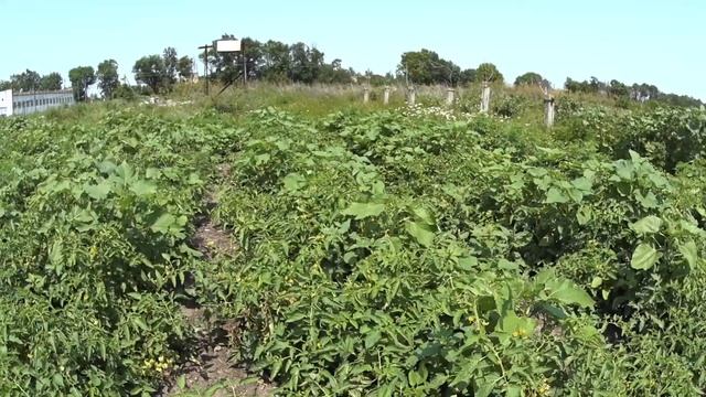 Фитофтора и Альтернария на томатах//как с ней бороться? смотреть онлайн