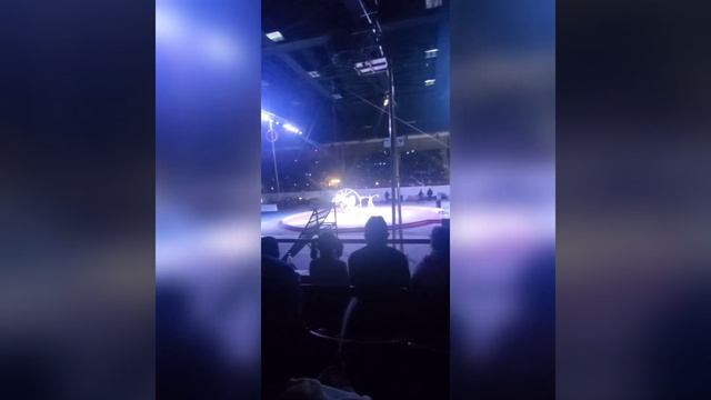 Shrine Circus 2023 ? смотреть онлайн