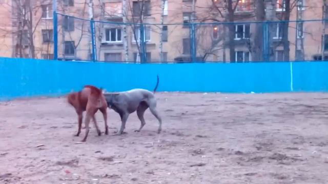 тайский риджбек на прогулке смотреть онлайн