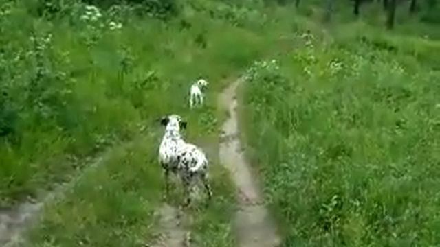 Далматинчики