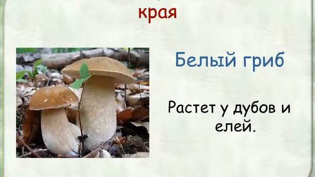 Грибы РБ смотреть онлайн