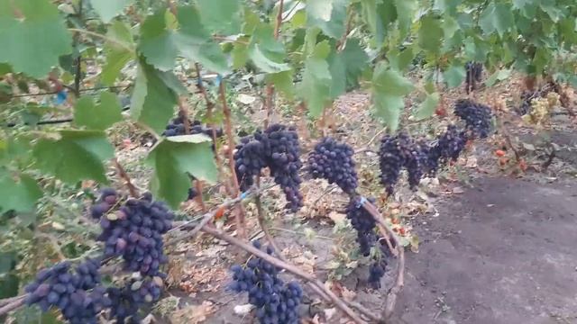 Виноград Кодрянка 2020 смотреть онлайн