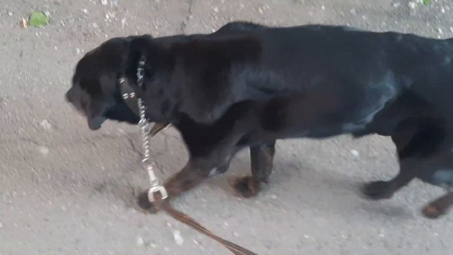 Black Dog Labrador Rey чёрная кошка чёрный Пёс Петербург чёрный кот Коты Санкт-Петербург смотреть онлайн