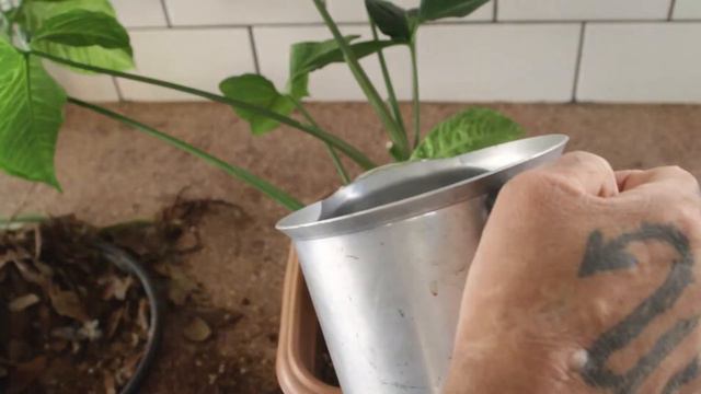COMO FAZER MUDA DE SINGÔNIO NA ÁGUA E NO VASO смотреть онлайн