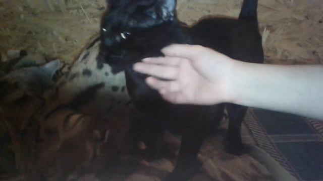 Продается черный кот САВАННА смотреть онлайн