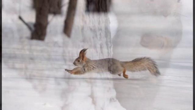 Пришвин М.М. Рассказ "Беличья память" (читает Демянко Т.В.) смотреть онлайн