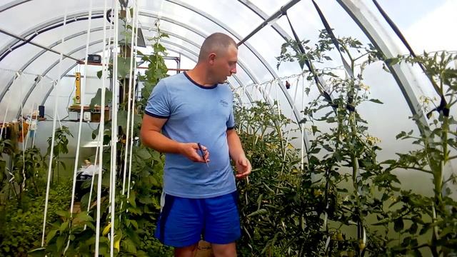 Обеззараживание садового инструмента или способы борьбы с фитофторой!! смотреть онлайн