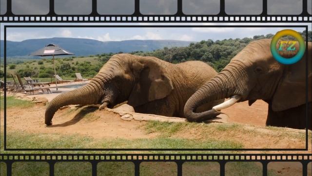 ?, ?? Nepali Elephant | Forest Zone смотреть онлайн