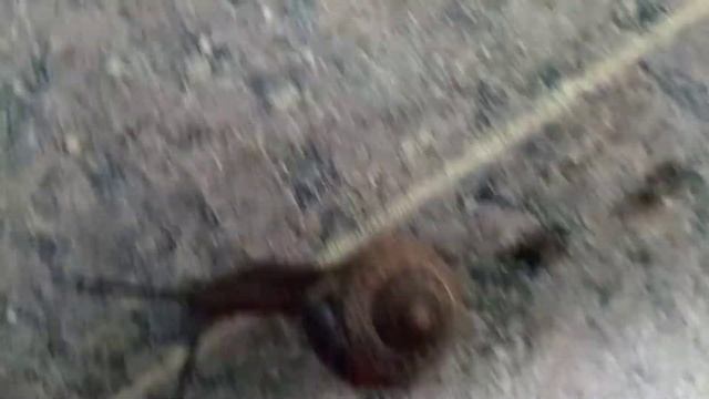 Из жизни улитки смотреть онлайн