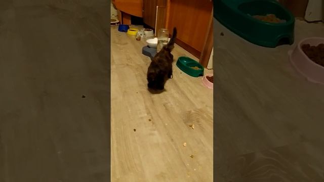 НЕОБЫЧНАЯ МАЛЫШКА КОТЕНОК ИЩЕТ СЕМЬЮ смотреть онлайн