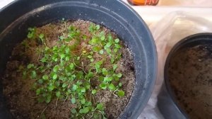 Посев семян Аубреции (Обриетта).Ошибки в агротехники.