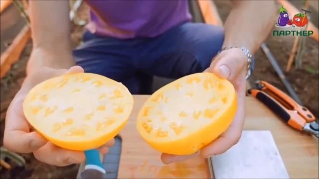 ЖЕЛТЫЙ ТОМАТ С ПОТРЯСАЮЩИМ ВКУСОМ  ЖЕЛТАЯ ИМПЕРИЯ F1