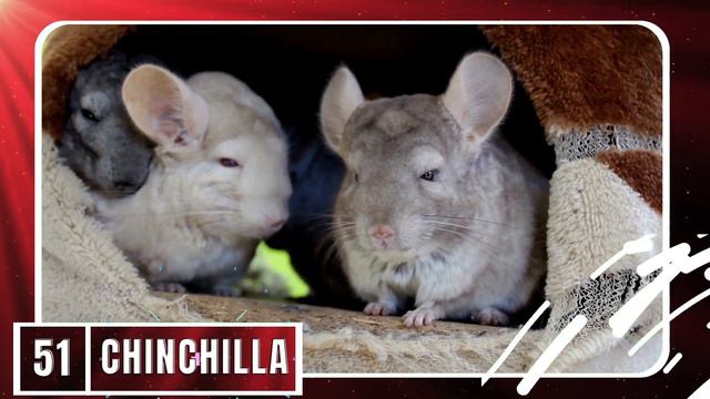 100 Animal Names And Sounds For Toddlers