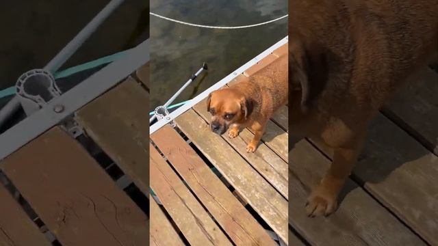 The Dog Days Of Summer смотреть онлайн