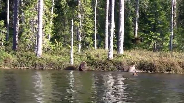 Медведица с медвежатами переплывая реку учуяли опасность смотреть онлайн