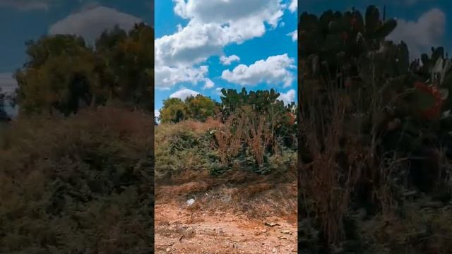 Какой кактус можно есть? Знакомьтесь. Опунция инжирная. (сабрес) смотреть онлайн