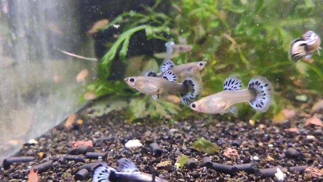 Гуппи Дамбо ( Слоновьи уши ) Голубая Мозаика смотреть онлайн