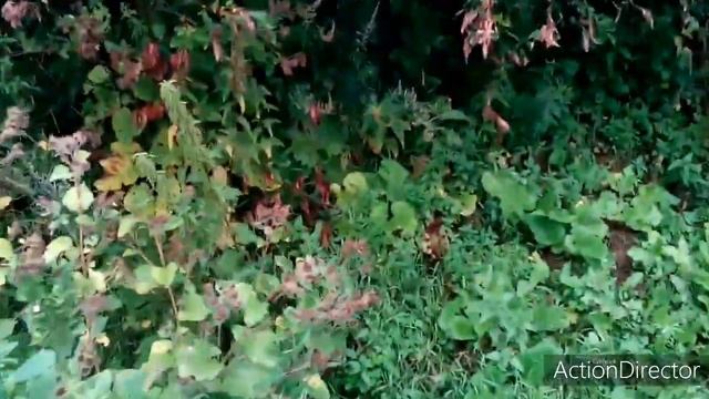 Кручусь,верчусь ,работаю одна за всех !Печь и огород с травой ! смотреть онлайн