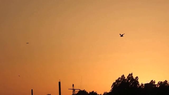 Фото охота с помощью фотоаппарата Nikon Coolpix P610 (2) смотреть онлайн