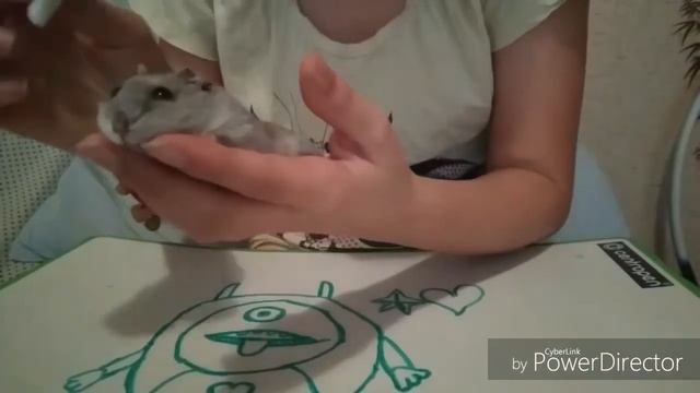 Лечим хомяка ? смотреть онлайн