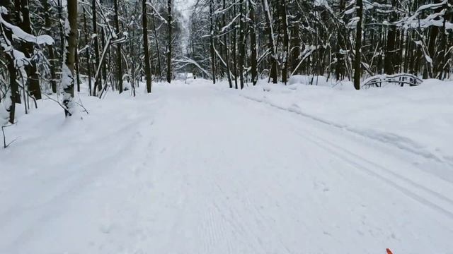 Утренняя тренировка в Одинцовском парке. Красивый зимний лес с белками ✨ смотреть онлайн