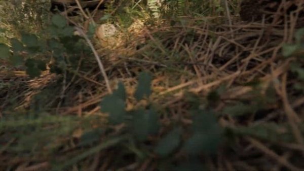 Наушники SORDIN Supreme Pro X – охота с комфортом.