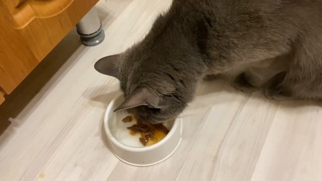 Кошка отказывается есть Whiskas смотреть онлайн