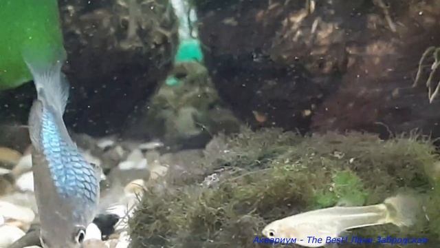 Дисковая пецилия и ее мальки смотреть онлайн