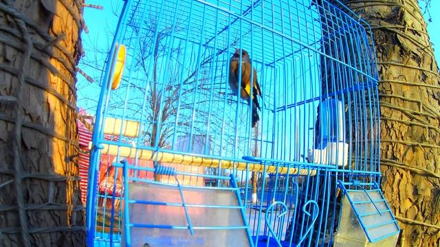 OSH CITY / УЗБЕКСКИЙ ПЛОВ. Как правильно приготовить настоящий узбекский плов. ПРОВЕРЕННЫЙ РЕЦЕПТ смотреть онлайн