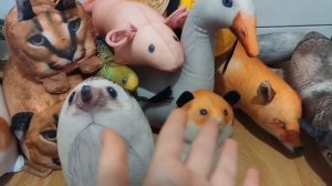 всё игрушки БЛОТОП и кто самый первый и последний #блоптоп #шортс #tiktok #видео л